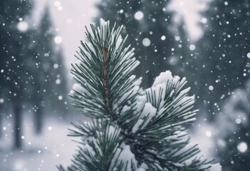 Snow Fell on the Pine Trees for Winter Background
