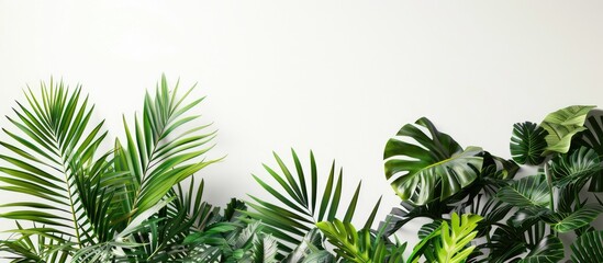 Tropical plants set against a white backdrop
