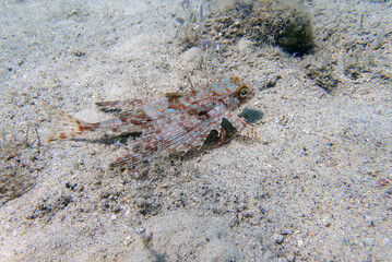 Flying gurnard fish - Dactylopterus volitans