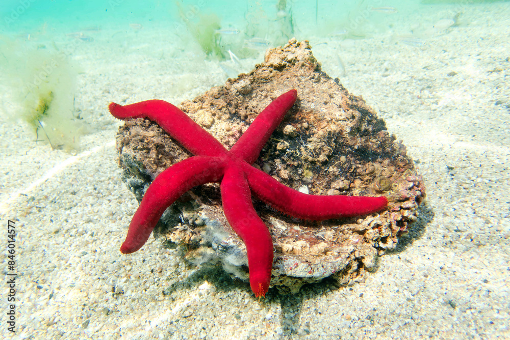 Wall mural mediterranean purple starfish - ophidiaster ophidianus