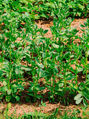 A field of green bean plants with brown dirt soil on a warm sunny day. Agriculture industry. Organic product growth. Farmland with new season crops in open ground.