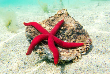 Mediterranean purple starfish - Ophidiaster ophidianus