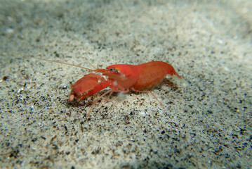 Red pistol snapping shrimp - Alpheus macrocheles