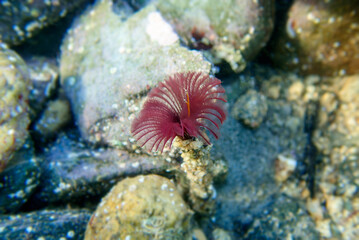 Purple Sabellastarte  marine polychaete worm, closeup underwater photography