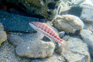 The comber fish - (Serranus cabrilla)