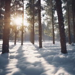 Snow Fell on the Pine Trees for Winter Background