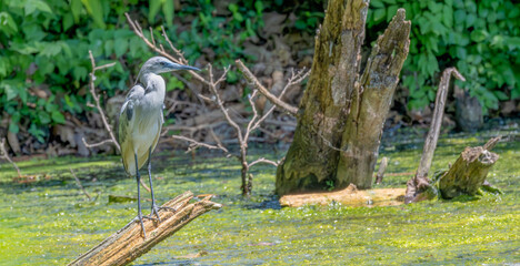 Juvenile little blue heron perched on a broken branch over a pond in spring.