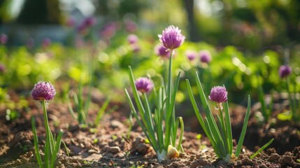 Blooming onion in the vegetable garden captured up close