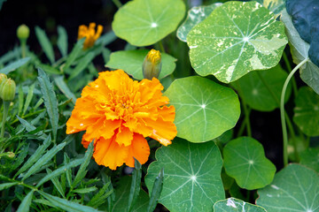 close up of orange marigolds paired with nasturtium are an excellent companion plant combination to keep tomatoes pest free in the edible garden.