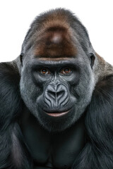 Obraz premium Isolated PNG Ape Wildlife, GENERATIVE AI