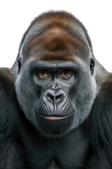 Obraz premium Isolated PNG Ape Wildlife, GENERATIVE AI