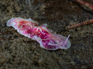 Marine flatworm from Norway