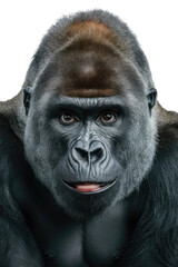 Obraz premium Isolated PNG Ape Wildlife, GENERATIVE AI