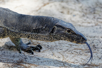 Leguan am Strand 