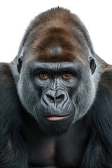 Obraz premium Isolated PNG Ape Wildlife, GENERATIVE AI