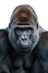 Obraz premium Isolated PNG Ape Wildlife, GENERATIVE AI