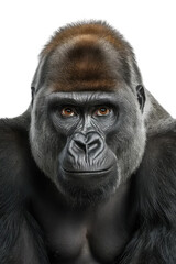 Obraz premium Isolated PNG Ape Wildlife, GENERATIVE AI
