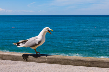 Goéland argenté sur  la promenade d' Étretat en Normandy
