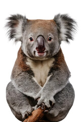 Naklejka premium Isolated PNG Koala Wildlife, GENERATIVE AI