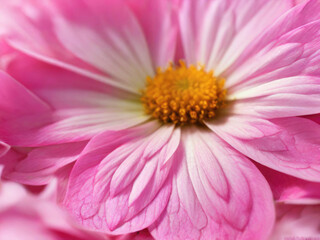 Fototapeta premium Pink flower petals close up.