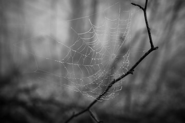 the cobweb in foggy forest
