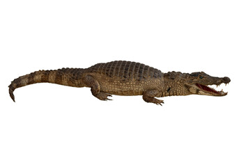 crocodile on white background, isolated