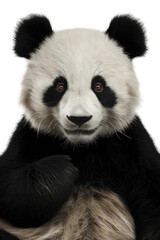 Fototapeta premium Isolated PNG Panda Wildlife, GENERATIVE AI