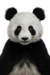 Naklejka premium Isolated PNG Panda Wildlife, GENERATIVE AI