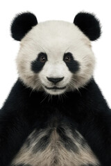 Fototapeta premium Isolated PNG Panda Wildlife, GENERATIVE AI
