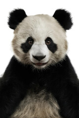 Fototapeta premium Isolated PNG Panda Wildlife, GENERATIVE AI