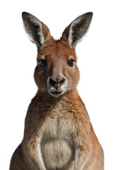 Fototapeta premium Isolated PNG Kangaroo Wildlife, GENERATIVE AI