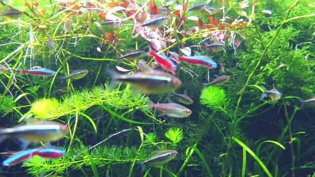 cardinal tetra (Paracheirodon axelrodi)