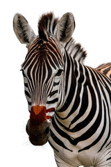 Isolated PNG Zebra Wildlife, GENERATIVE AI
