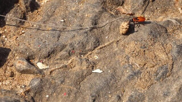 Pyrrhocoris apterus drags dry seed. Pyrrhocoris apterus, firebug is a common insect of the family Pyrrhocoridae.