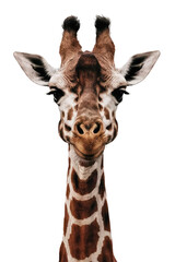 Obraz premium Isolated PNG Giraffe Wildlife, GENERATIVE AI