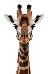 Obraz premium Isolated PNG Giraffe Wildlife, GENERATIVE AI
