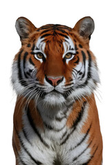 Fototapeta premium Isolated PNG Tiger Wildlife, GENERATIVE AI