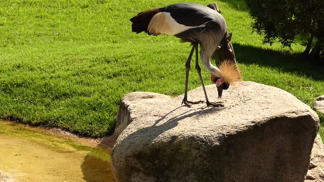 Black crowned crane (Balearica pavonina)