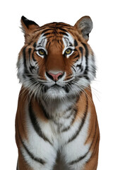 Obraz premium Isolated PNG Tiger Wildlife, GENERATIVE AI