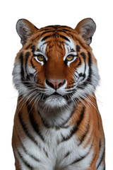 Fototapeta premium Isolated PNG Tiger Wildlife, GENERATIVE AI