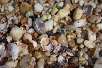 shells on the beach