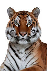 Obraz premium Isolated PNG Tiger Wildlife, GENERATIVE AI