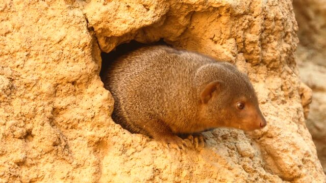 Common dwarf mongoose (Helogale parvula)