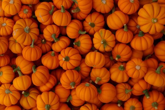 A close-up of a pile of mini pumpkins, showcasing the abundance of the harvest season. Perfect for autumn and festive themes. Flat Lay. Top View
