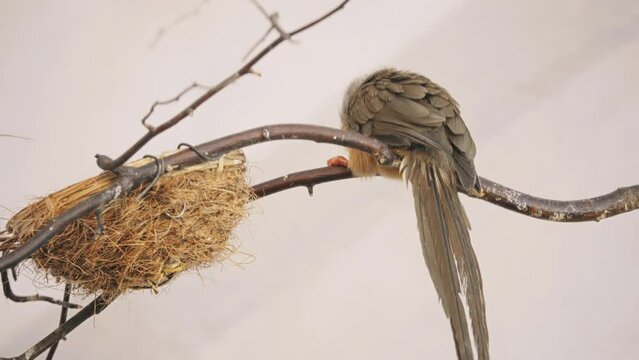 speckled mousebird (Colius striatus) is the largest species of mousebird, as well as one of the most common.