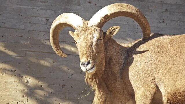 Barbary sheep (Ammotragus lervia) is caprid