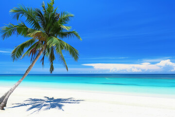 Fototapeta premium A solitary palm tree casting a shadow on a pristine white sandy beach under a bright blue sky