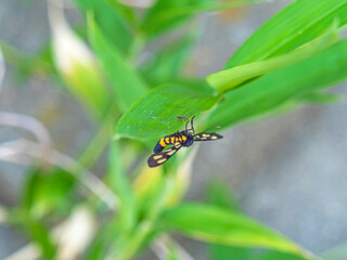 葉に止まったカノコガ
