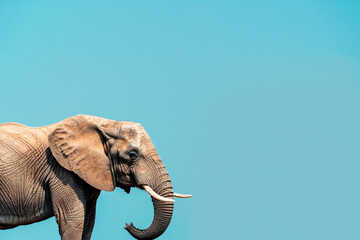 Obraz premium Profile view of an elephant against a clear blue sky background