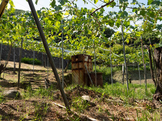 Fototapeta premium 山の斜面の葡萄畑